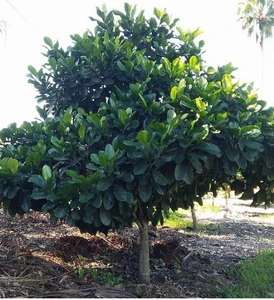 Native Gardenia Atractocarpus fitzalanii.  australian native randia fitzalanii