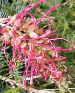 The bright pink flower of Grevillea Lana Maree.