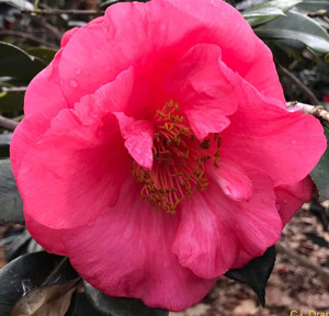 Camellia Drama girl