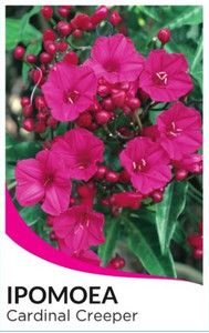 Front plant tag of Cardinal Creeper Ipomoea horsfalliae