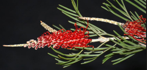 Grevillea Scarlet King GRAFTED NATIVE