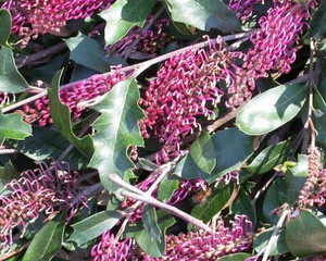 Grevillea Bedspread