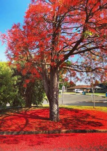 Illawarra Flame Tree Brachychiton acerifolius