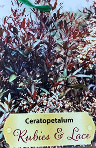 Ceratopatalum gummiferum Rubies & Lace. New South Wales Christmas Bush. Ceratopatalum gummiferum Rubies & Lace. New South Wales Christmas Bush.