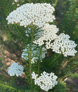 Rice Flower Ozothamnus diosmifolius NATIVE