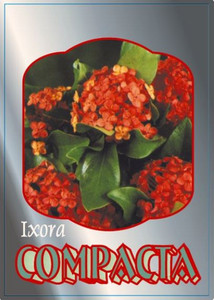 Ixora compacta orange