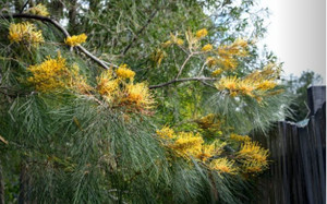 The bright yellow flowers of Grevillea Yamba Sunshine.