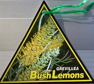The front of the plant tag for Grevillea Bush Lemons. The front of the plant tag for Grevillea Bush Lemons.