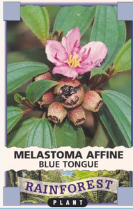 Blue Tongue Melastoma affine - NATIVE