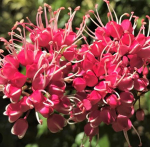 The pink flowers of Little Evodia, also known as Melicope Rubra.  Evodiella muelleri.