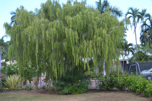 The weeping form of Leptospermum madidum. The weeping form of Leptospermum madidum.