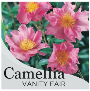The front of the plant tag for Camellia Vanity Fair.