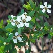 Leptospermum Little Lemon Scents.  Leptospermum petersonii.  Dwarf Lemon Scented Tea Tree.