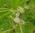 Native Mulberry Pipturus argenteus