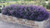 Hardenbergia violacea Meema