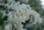 The flower of Pandorea pandorana "Snowbells".
