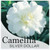 The front of the plant tag for Camellia Silver Dollar.