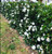 A hedge of Camellia Silver Dollar.