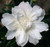 Camellia Sasanqua Silver Dollar.