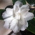 Camellia Silver Dollar