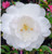 Camellia Early Pearly