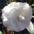 Camellia Early Pearly
