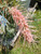 Grevillea Parakeet Pink