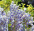 Wisteria floribunda "Macrobotrys".  Wisteria longissima.