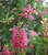 Callistemon Candy Burst NATIVE