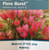 Callistemon Candy Burst NATIVE