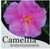 Front of plant tag for Shishigashira camellia.