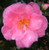 The beautiful rose-pink bloom of Shishigashira Camellia.