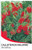 Front of plant tag for Callistemon Wildfire.