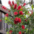 Callistemon Wildfire can be purchased at Princess Fancy-Plants in Chandler, Brisbane.