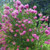 Callistemon Prestige Pink grows 1-3 m high and 1-2 m wide.