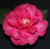 Camellia Paradise Ann