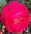 Camellia Paradise Ann