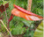 The new leaf of a Philodendron Red Wing unfurls.  New leaves are red on both sides.