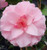 Camellia Buttons n Bows Camellia Buttons n Bows