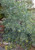 Acacia Sterling Silver Acacia binervia Australian Native