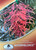 The front of the plant tag of Grevillea Watermelonice.