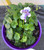 A 140 mm pot of Native Violets pictured in the nursery at Princess Fancy-Plants in Chandler, Brisbane.