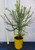 140 mm pot of Euryops virgineus available from Princess Fancy-Plants in Chandler, Brisbane.