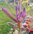 Kangaroo paw Carnivale.