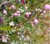 Boronia pinnata Showoff