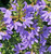 Scaevola aemula Fairy Blue NATIVE
