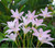 Pink Rain Lily Habranthus Robustus.  zephyranthes