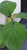 Mexican Mist Flower Bartlettina sordida.  Eupatorium megalophyllum.  Purple Torch.