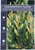 Leucadendron Safari Goldstrike.