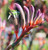 Kings Park Royale Kangaroo Paw Anigozathos